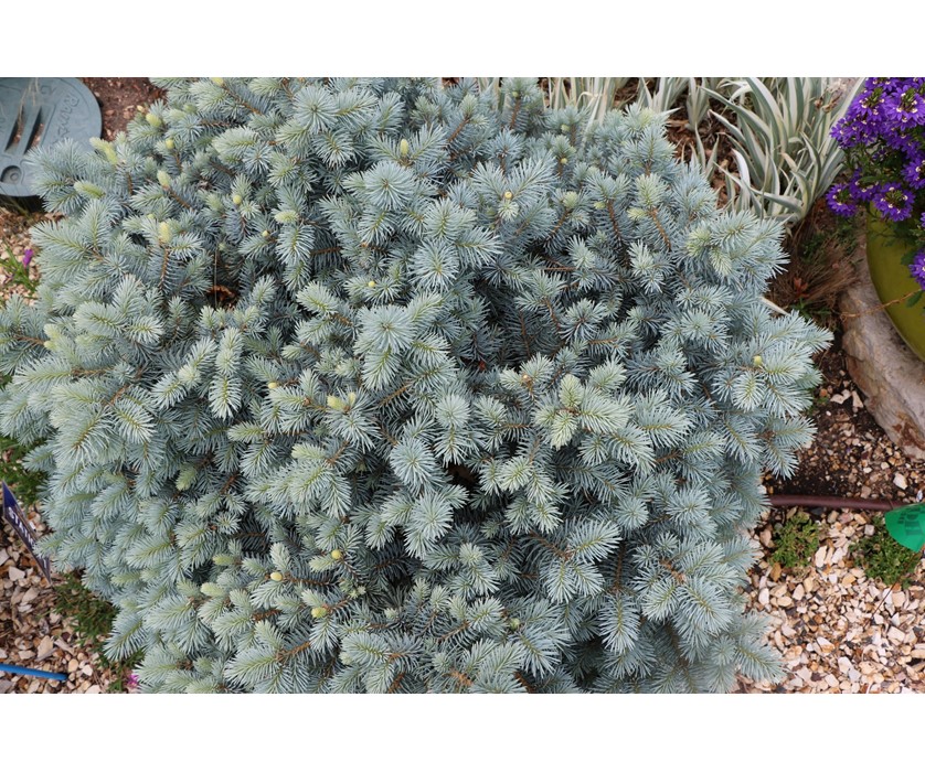 St. Mary's Blue Spruce